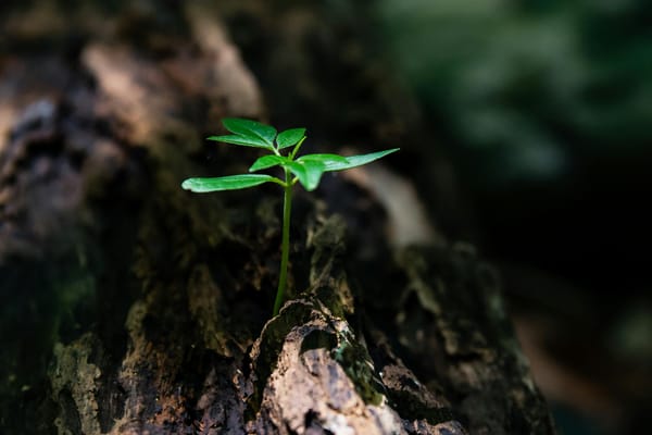 Reinvent yourself: the painful path to becoming who you were meant to be